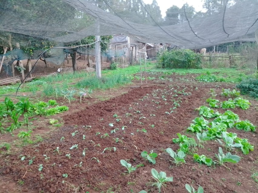 impactos na agricultura