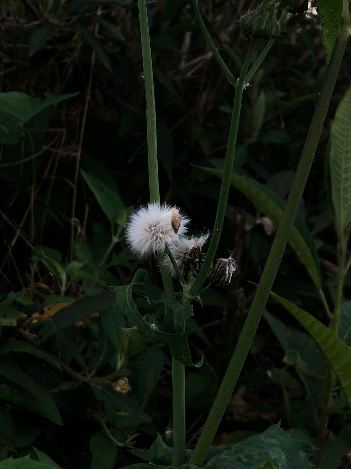 Impactos na biodiversidade